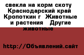 свекла на корм скоту - Краснодарский край, Кропоткин г. Животные и растения » Другие животные   